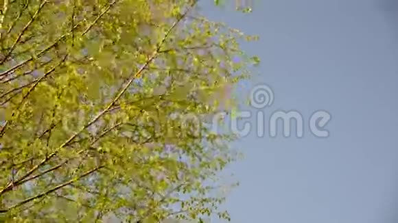 在风中摇曳的幼桦树枝视频的预览图