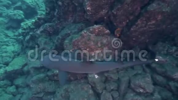 瑞吉盖多群岛圣贝代迪托岛白尖礁视频的预览图