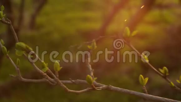 春天的夕阳西下嫩枝初绿太阳耀斑视频的预览图