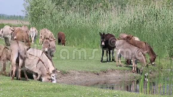 驴喝水自然视频的预览图