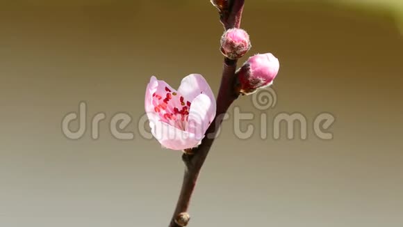 春天有花的桃树视频的预览图