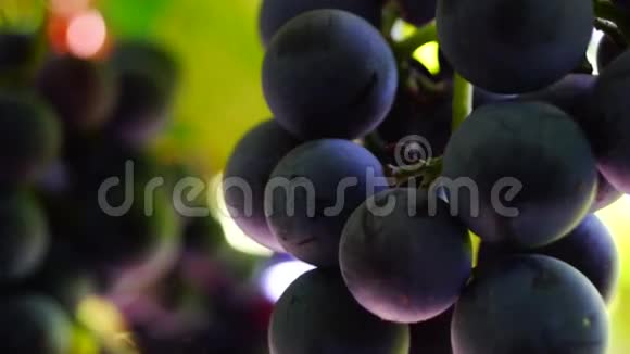 葡萄藤上的红葡萄宏观向下倾斜视频的预览图