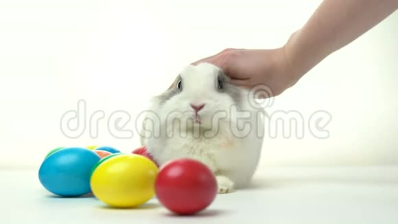 复活节兔子在白色背景上坐着五颜六色的鸡蛋视频的预览图