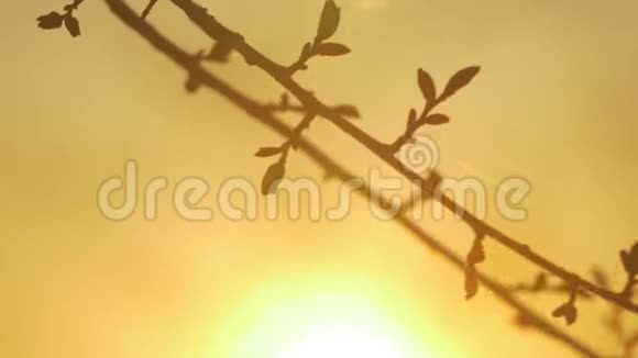 在黎明的太阳升起的大自然中树枝的剪影树木在日出背景下的剪影树树视频的预览图