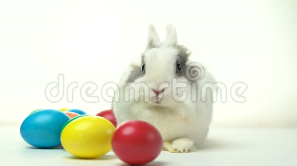 复活节兔子在白色背景上坐着五颜六色的鸡蛋视频的预览图
