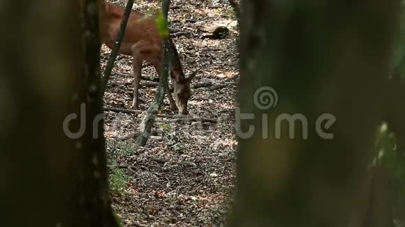 小红鹿视频的预览图