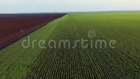 以小麦芽快速移动的方式鸟瞰绿野视频的预览图