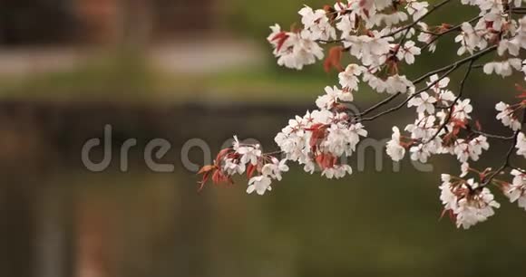 公园里的樱花白天多云间阴天视频的预览图