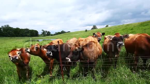 一片绿茵场上的奶牛群视频的预览图