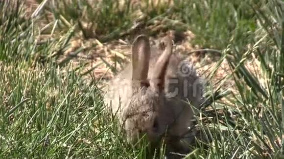 兔宝宝吃东西视频的预览图