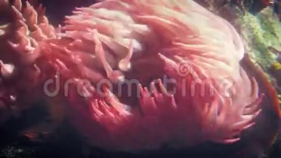 洋底大粉红色海葵视频的预览图