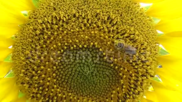蜜蜂在向日葵上采集蜂蜜普通的向日葵视频的预览图
