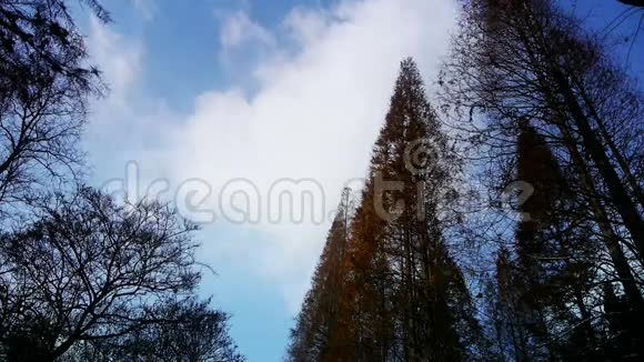 流云树冠随风摇摆水杉丛林森林视频的预览图