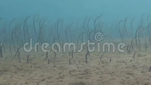 加拉帕戈斯花园的鳗鱼在巴厘岛水下觅食视频的预览图