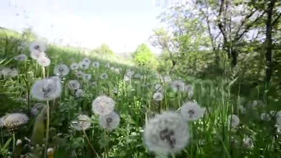 草地上的蒲公英视频的预览图