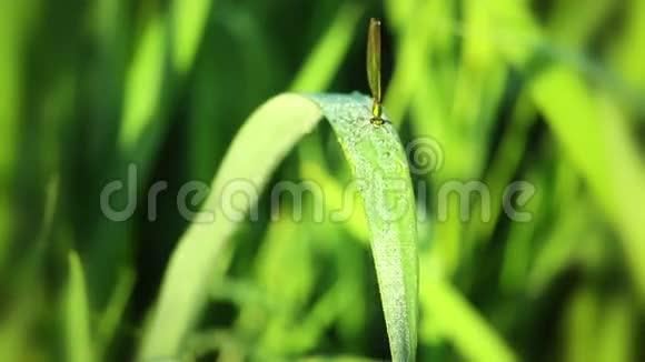 草和蜻蜓上的露水宏观视频的预览图
