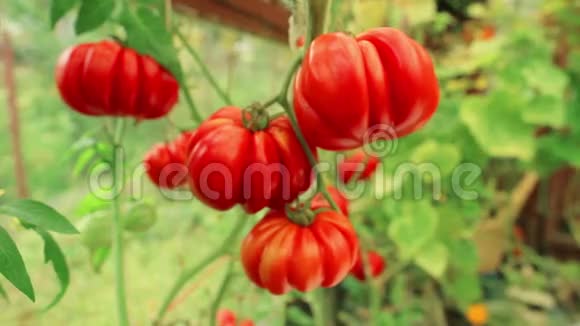 成熟番茄的枝条全景收获视频的预览图