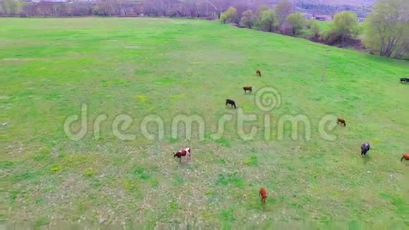 绿野与几只牛放牧视频的预览图