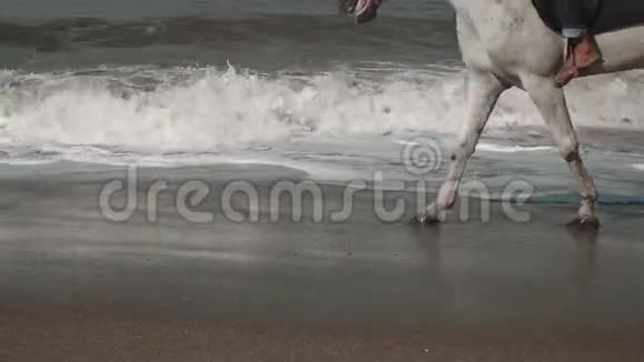 靠近两匹马的腿在海滩上靠近水面行走视频的预览图