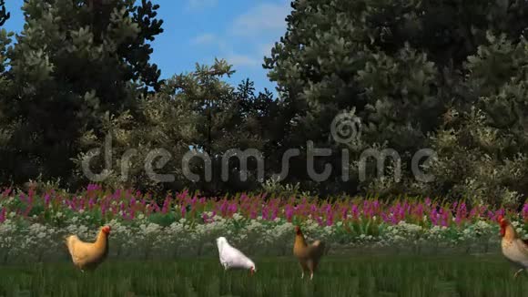 草地上的公鸡和鸡视频的预览图