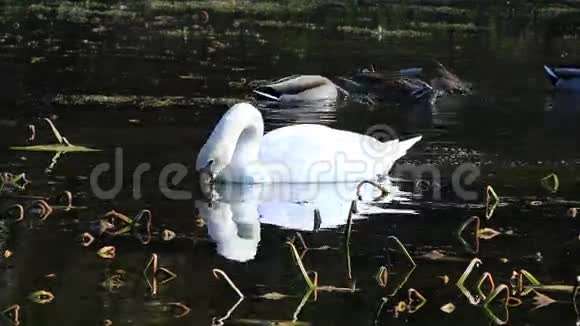 天鹅天鹅以池塘为食视频的预览图