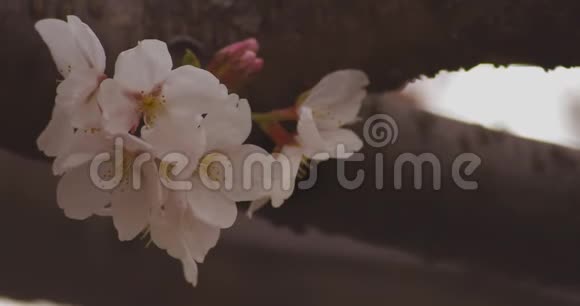 公园里的樱花白天多云间阴天视频的预览图