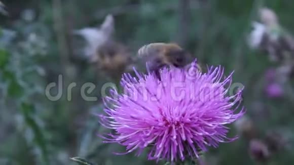 蜜蜂花自然昆虫尖视频的预览图