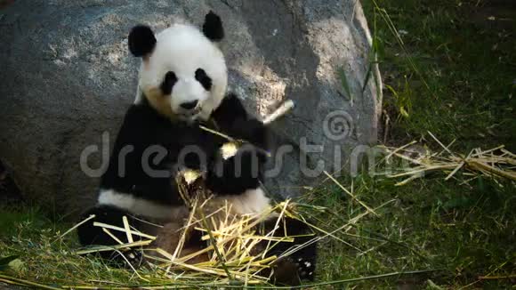吃大熊猫视频的预览图