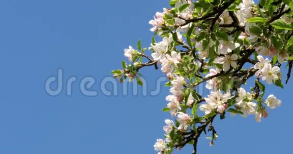 苹果树花朵明亮的白色被春日明亮的光线照亮视频的预览图