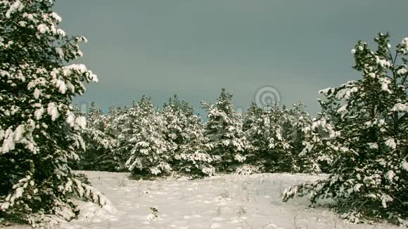 充满活力的冬林景观视频的预览图