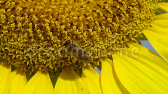 蜜蜂在向日葵上采集蜂蜜普通的向日葵视频的预览图