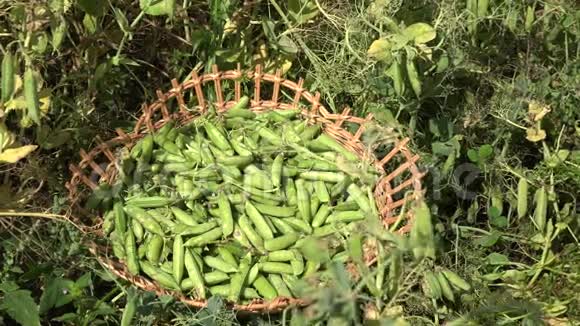 瓦克菜上满是豌豆植物豆荚和村民妇女收获4K视频的预览图