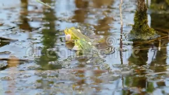 池塘里的青蛙视频的预览图