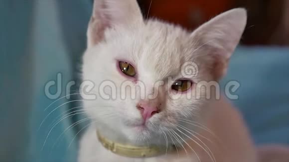 猫白宠物画像一只美丽的斑点猫坐在室内的窗户画像旁视频的预览图