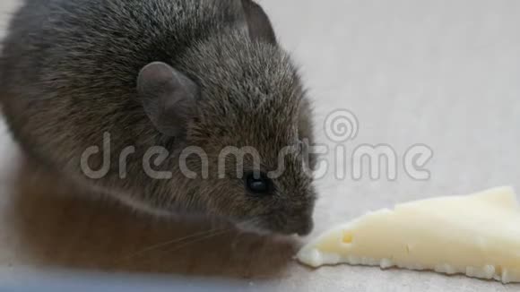 房子里的灰色老鼠在纸板箱里吃奶酪视频的预览图