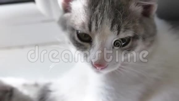 猫宠物画像一只美丽的斑点猫坐在窗边的肖像室内视频的预览图