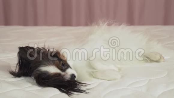 美丽的狗帕皮隆躺在床上的股票录像视频的预览图