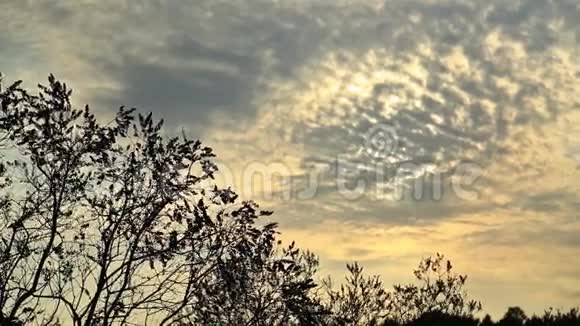 美丽的夕阳树的影子视频的预览图