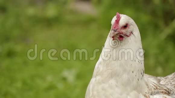 绿草上的白母鸡视频的预览图