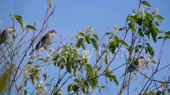 成群的麻雀栖息在树枝上顶着蓝天大自然动物鸟儿晴天太阳视频的预览图