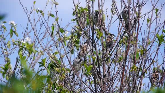 成群的麻雀栖息在树枝上顶着蓝天大自然动物鸟儿晴天太阳视频的预览图