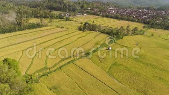 印度尼西亚农业用地的热带景观视频的预览图