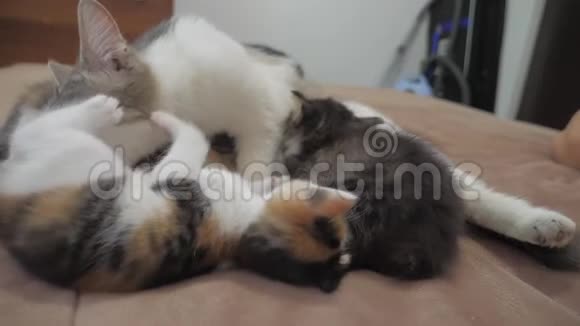 猫舔舔小猫的舌头播放慢动作视频猫妈妈和小猫躺在沙发上视频的预览图