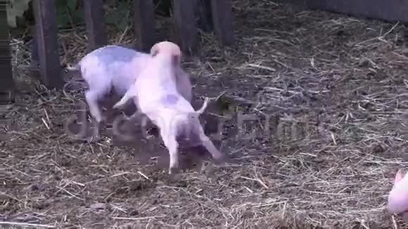 农场里的小猪打架小猪视频的预览图