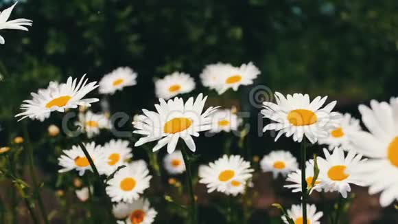 夏季自然花田野花草甸植物学和生物学美丽的洋甘菊在花园中盛开摇摆视频的预览图
