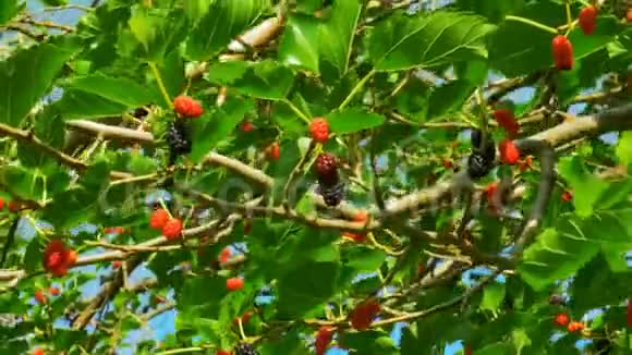 树上的桑果大自然的新鲜浆果视频的预览图
