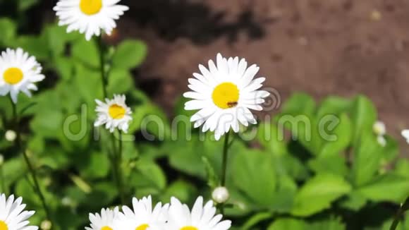 美丽的洋甘菊在花园里盛开在风中摇摆夏季自然花田野花草地植物学视频的预览图