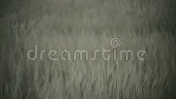 风背景下的绿色麦田视频的预览图