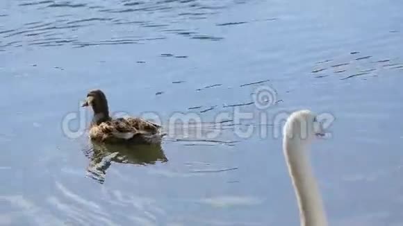 池中漂白天鹅鸭视频的预览图