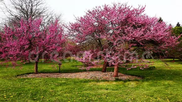 满是五颜六色的春天苹果花的树视频的预览图